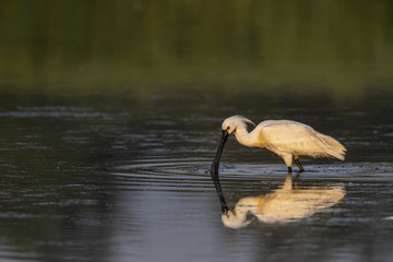 Spatule blanche (Platalea leucorodia - Eurasian Spoonbill)