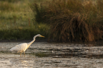 Grande Aigrette (Ardea alba - Great Egret)