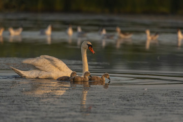 Famille de cygnes tuberculés (adultes et cygnons) (Cygne tuberculé, Cygnus olor,Mute Swan)