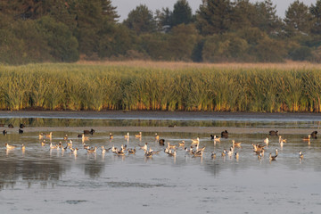 Mouette rieuse (Chroicocephalus ridibundus - Black-headed Gull)