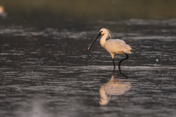 Spatule blanche (Platalea leucorodia - Eurasian Spoonbill)