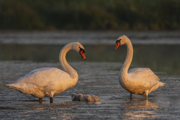 Famille de cygnes tuberculés (adultes et cygnons) (Cygne tuberculé, Cygnus olor,Mute Swan)