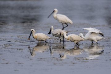 Spatule blanche (Platalea leucorodia - Eurasian Spoonbill)