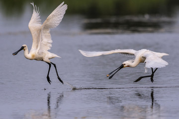 Spatule blanche (Platalea leucorodia - Eurasian Spoonbill)