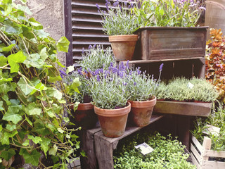 lavender in pots and other plants in boxes, a small shop on the narrow streets of the ancient city