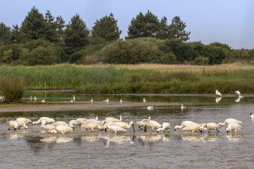 Spatule blanche (Platalea leucorodia - Eurasian Spoonbill)