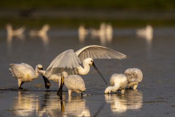 Spatule blanche (Platalea leucorodia - Eurasian Spoonbill)