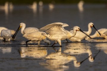 Spatule blanche (Platalea leucorodia - Eurasian Spoonbill)