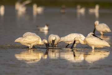 Spatule blanche (Platalea leucorodia - Eurasian Spoonbill)