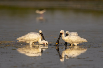 Obraz premium Spatule blanche (Platalea leucorodia - Eurasian Spoonbill)