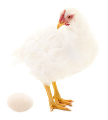 White hen and egg isolated.