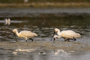 Spatule blanche (Platalea leucorodia - Eurasian Spoonbill)