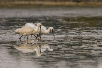 Spatule blanche (Platalea leucorodia - Eurasian Spoonbill)