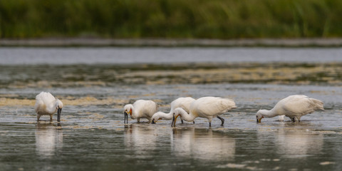 Spatule blanche (Platalea leucorodia - Eurasian Spoonbill)