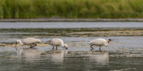 Spatule blanche (Platalea leucorodia - Eurasian Spoonbill)
