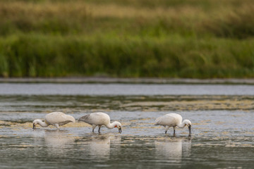 Spatule blanche (Platalea leucorodia - Eurasian Spoonbill)