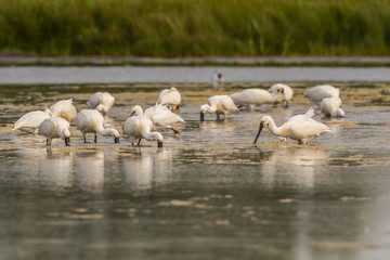 Spatule blanche (Platalea leucorodia - Eurasian Spoonbill)