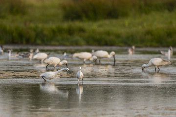Spatule blanche (Platalea leucorodia - Eurasian Spoonbill)