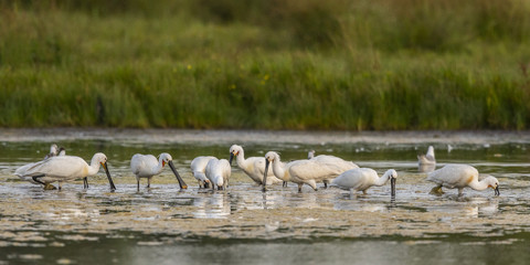 Spatule blanche (Platalea leucorodia - Eurasian Spoonbill)