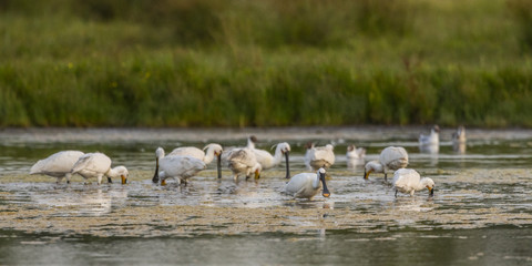 Spatule blanche (Platalea leucorodia - Eurasian Spoonbill)