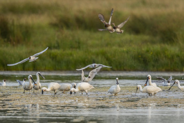 Spatule blanche (Platalea leucorodia - Eurasian Spoonbill)