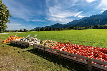 Harvest of Pumpkins - Bavaria Germany