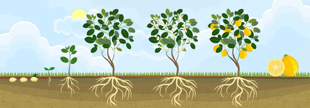 Life cycle of lemon tree. Stages of growth from seed and sprout to adult plant with fruits