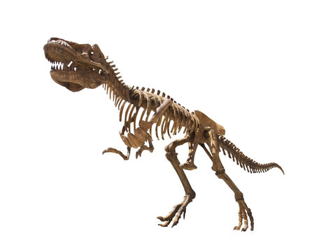 Tyrannosaurus rex skeleton on white background, T. Rex