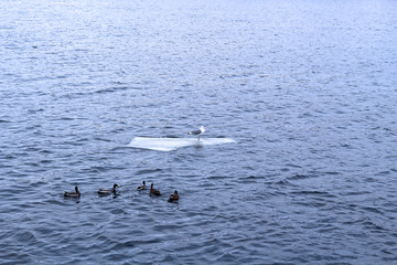 A lone seagull is floating on an ice floe. Several wild ducks swim near by. Cold water around. Natural background