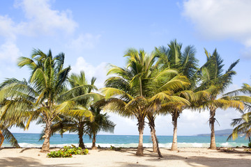 Obraz na płótnie Canvas Palm trees on the beach with white sand, blue sea and sky with clouds background
