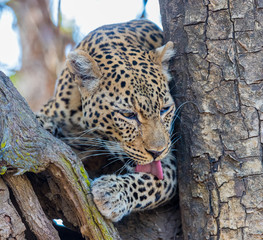 African leopard (Panthera pardus pardus), resting in a tree, licking its paws after eating, South Luangwa, Zambia