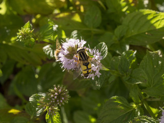 Hélophilus trivittatus. L'hélophile à bandes grises