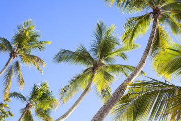 Palm trees on blue sky background