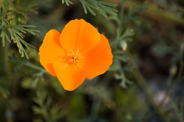 Obraz premium Orange flowering Papaver in the garden