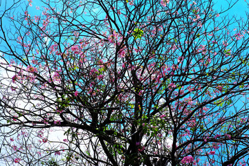 Pink trumpet tree