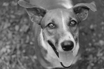 Obraz premium Perro mestizo tierno