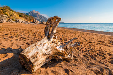 Fototapeta na wymiar old log on the sandy beach of the Black Sea on a sunny day