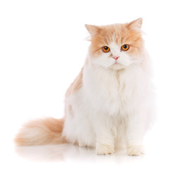 Pets, animals and cats concept - Purebred scottish cat on a white background