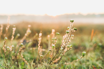 beautiful grass at dawn with water drops
