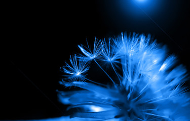 Obraz premium sztuka zdjęcie zbliżenie nasion mniszka lekarskiego na czarnym tle