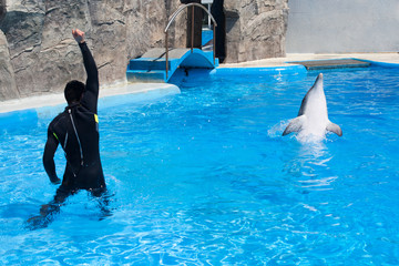 Coach trainer man in black diving suit and dolphin in water pool in dolphinarium with blue water, coach teaches dolphin to jump
