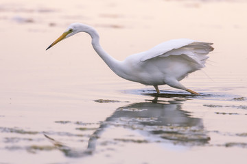 Grande Aigrette (Ardea alba - Great Egret)