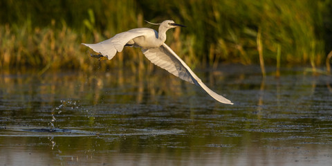 Aigrette garzette (Egretta garzetta - Little Egret)