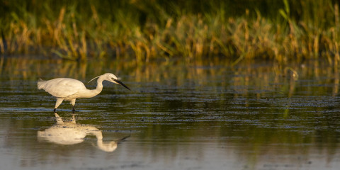 Aigrette garzette (Egretta garzetta - Little Egret)