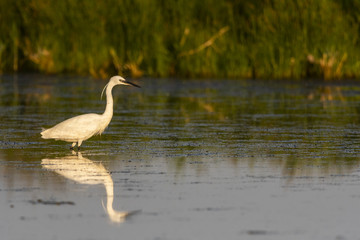 Aigrette garzette (Egretta garzetta - Little Egret)