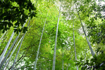 High bamboo trees in a green bamboo forest background texture