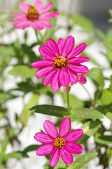 Obraz premium Zinnia, Youth-and-old-age