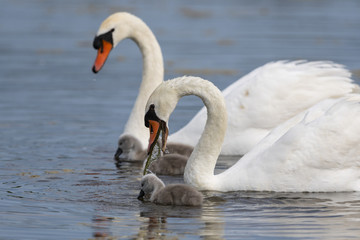 Famille de Cygne tuberculé (Cygnus olor - Mute Swan)