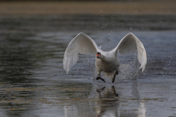 Fototapeta premium Cygne tuberculé (Cygnus olor - Mute Swan)