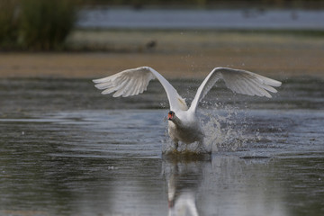 Cygne tuberculé (Cygnus olor - Mute Swan)